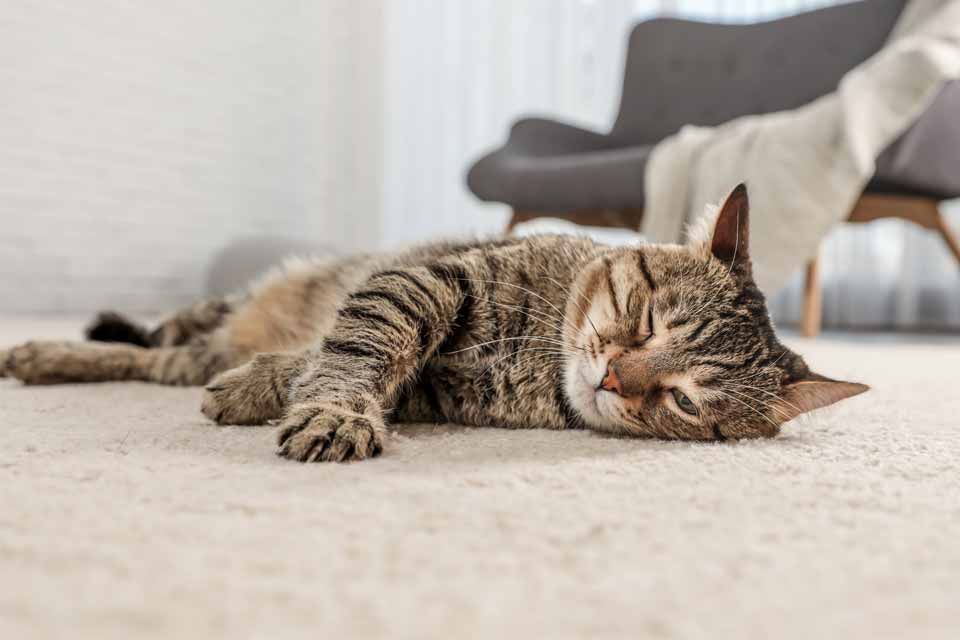 cat on carpet